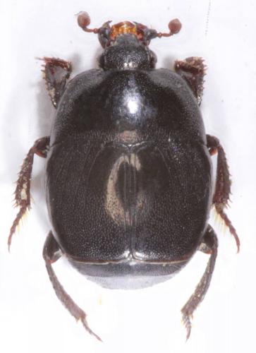 Saprinus furvus